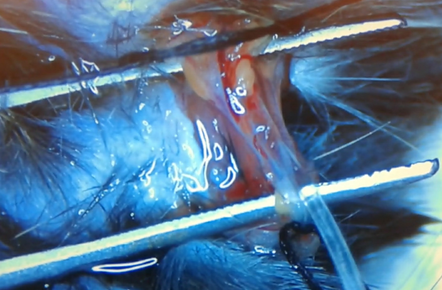 Mouse jugular vein catheterization video thumbnail
